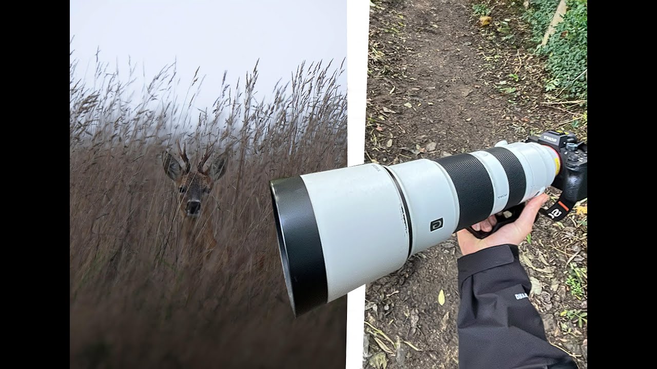 POV Wildlife Photography in Cornwall, UK