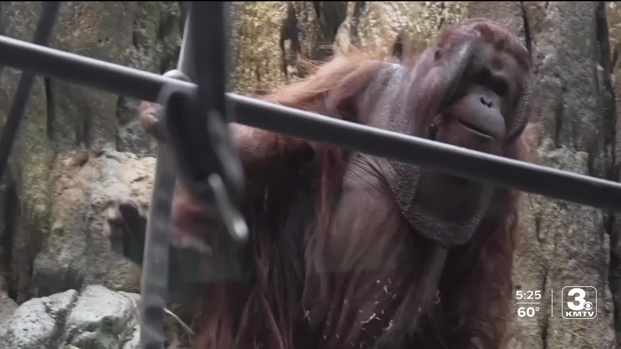 Zach at the Zoo: Meet the Bornean Orangutan