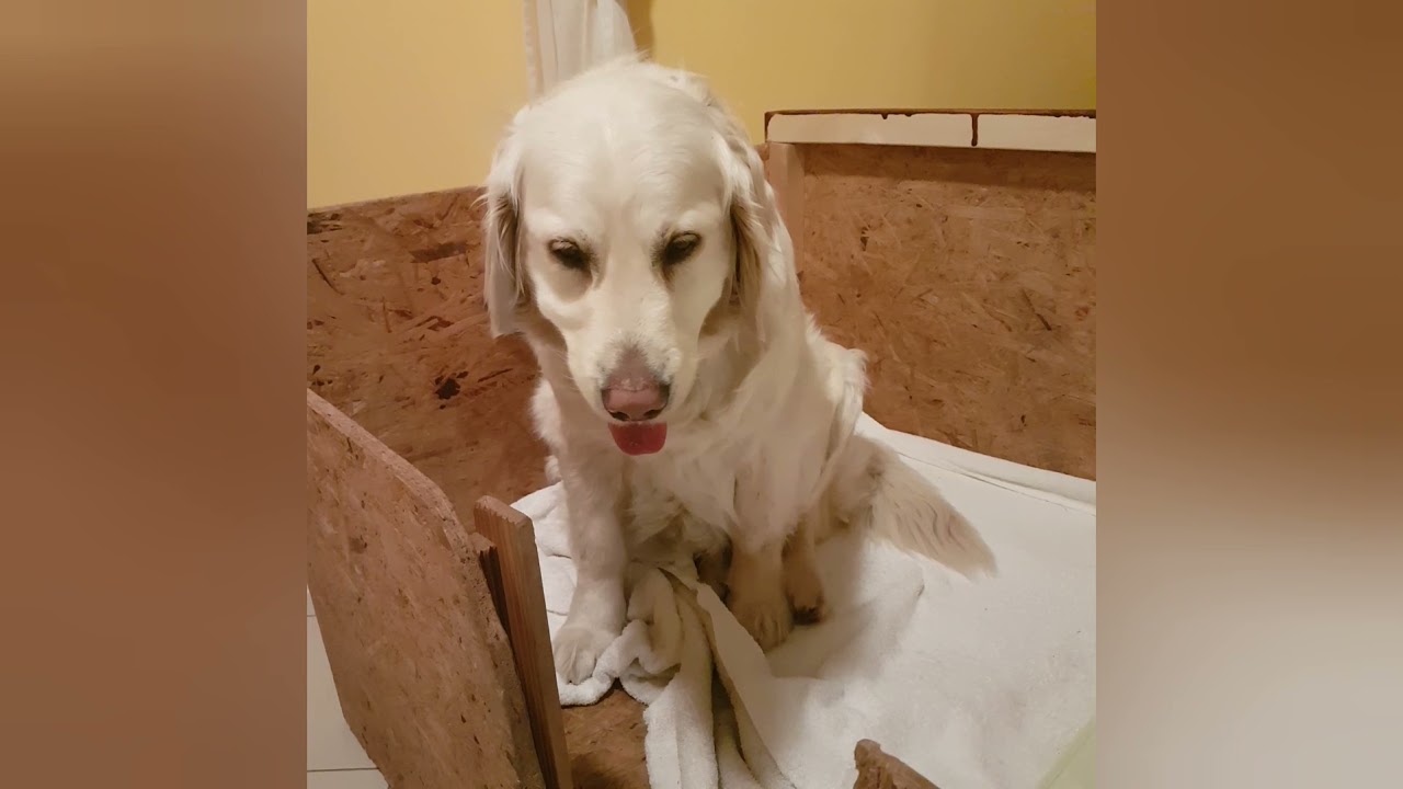 Golden  Retriever  Geburt