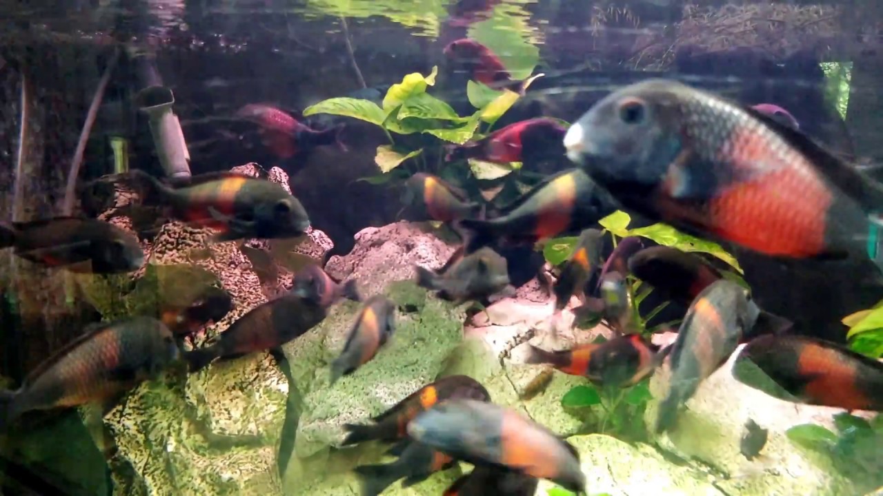 ZOO Zagreb / Zoološki vrt Zagreb / Batoglavi Grgečić ▶4K