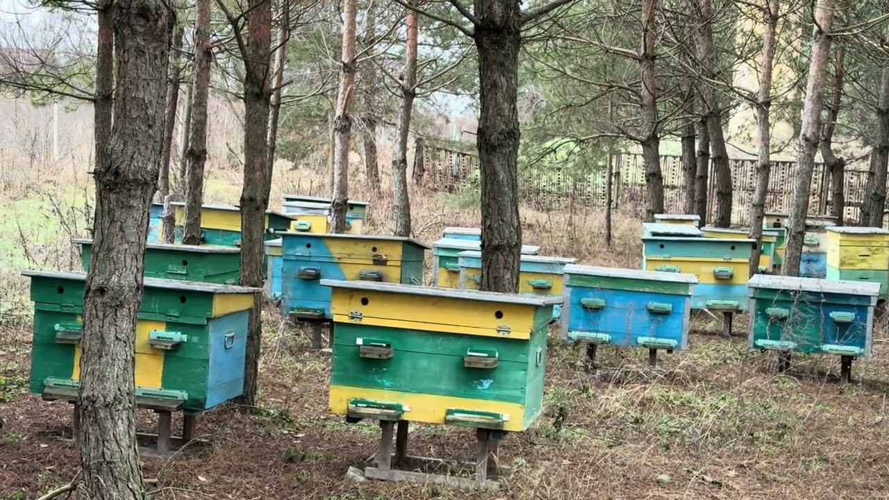 ОСОБЕННОСТИ ПРОИЗВОДСТВЕННОЙ ДЕЯТЕЛЬНОСТИ ПАСЕК И ИХ ВЛИЯНИЕ НА СЕБЕСТОИМОСТЬ ПЧЕЛОПРОДУКЦИИ.