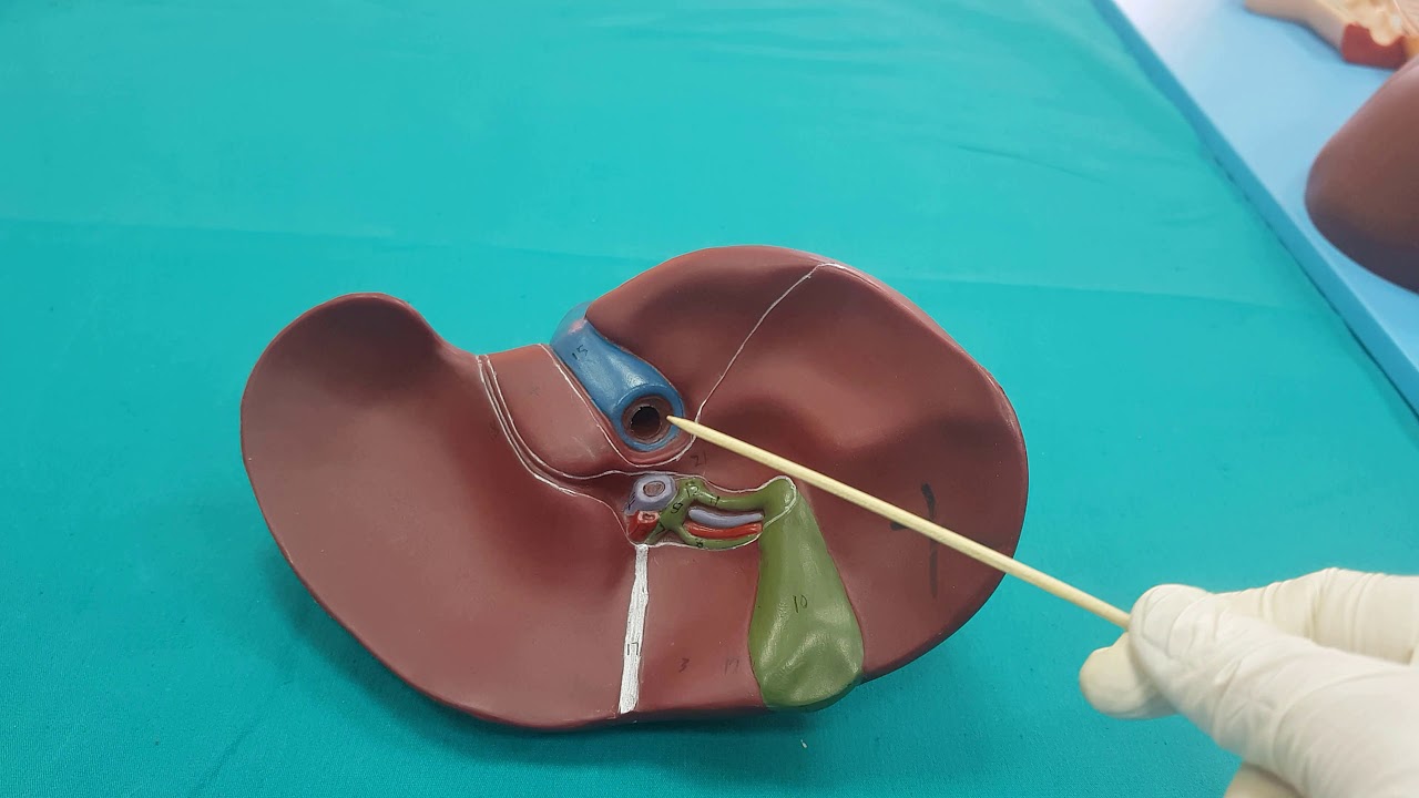 Gastrointestinal Sistem (GİS) Anatomisi (11.Bölüm)