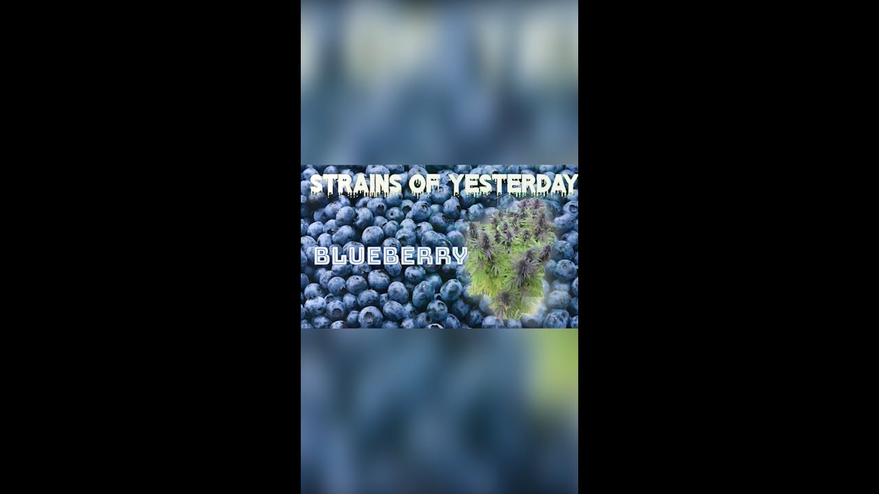 Strains of Yesterday : BLUEBERRY