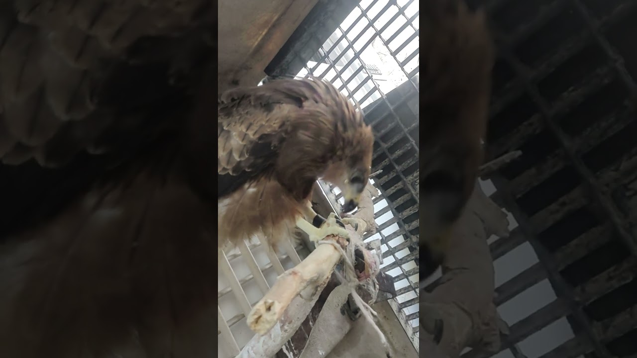 eagle 🦅 eating 