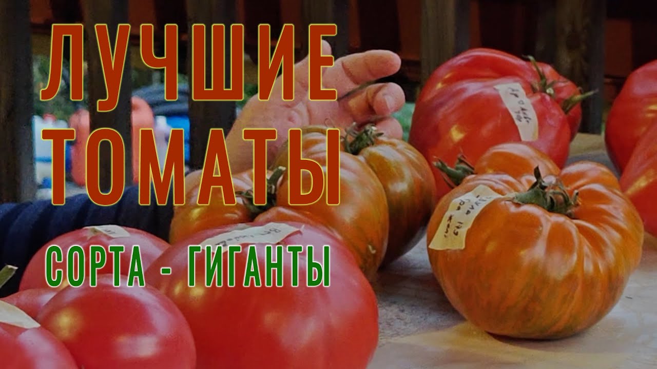 ЛУЧШИЕ ПОМИДОРЫ. ТОМАТЫ-ГИГАНТЫ на Вашем столе !