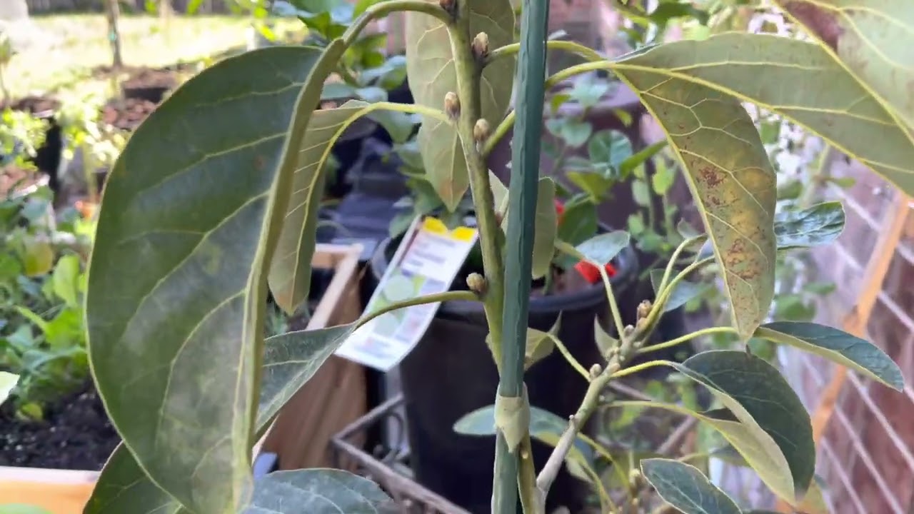 Hass Avocado Tree and Clementine Mandarin Tree