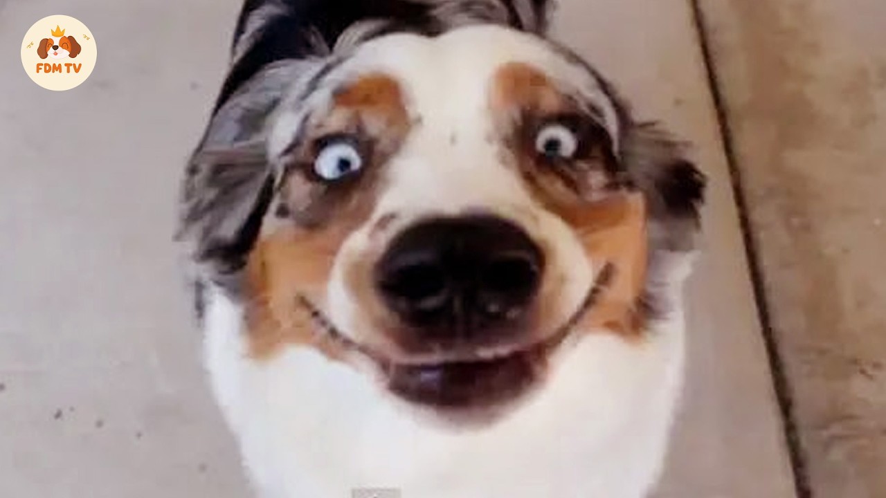 New FUNNY DOGS That Will Make You Die Laughing🤣🐶 Funny Dog Videos 2026