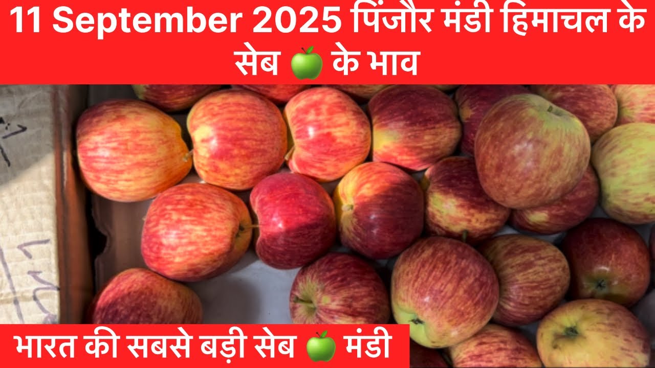 11 September 2025 पिंजौर मंडी हिमाचल के सेब 🍏 के भाव || भारत की सबसे बड़ी सेब 🍏 मंडी
