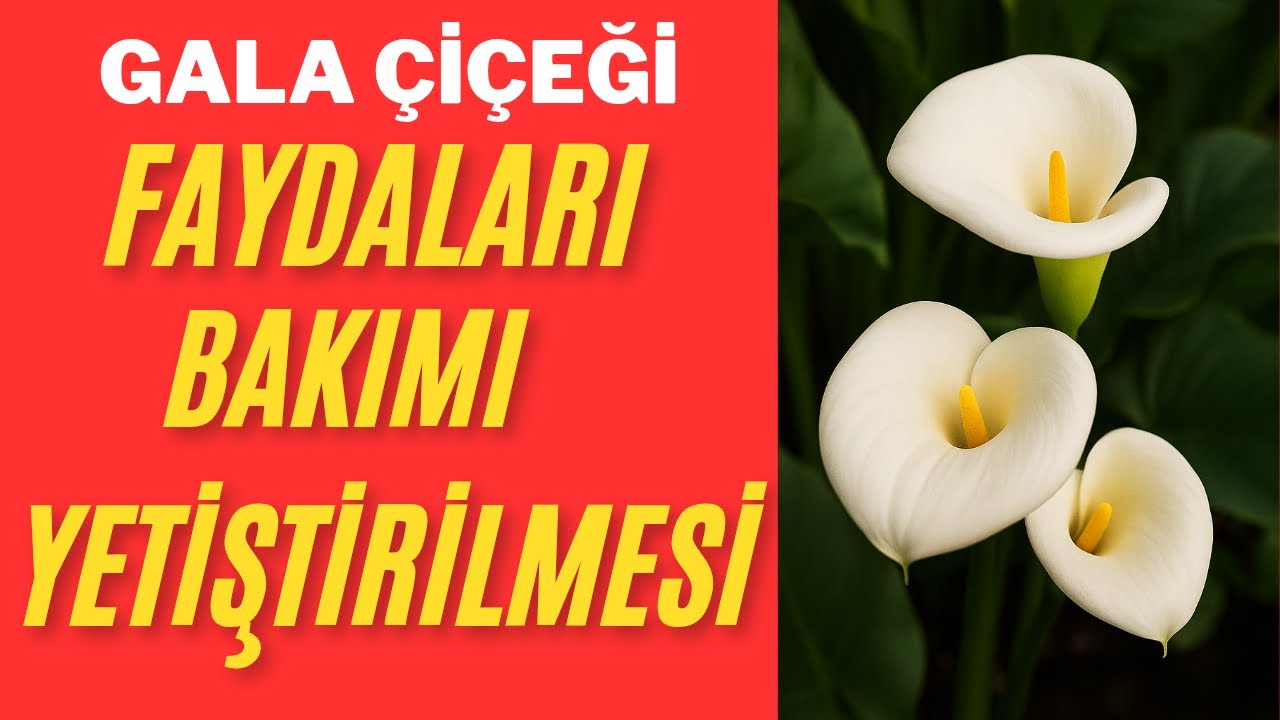 GALA ÇİÇEĞİ FAYDALARI/GALA ÇİÇEĞİ BAKIMI/GALA ÇİÇEĞİ ANLAMI/GALA ÇİÇEĞİ ÖZELLİKLERİ VE ÇOĞALTIMI