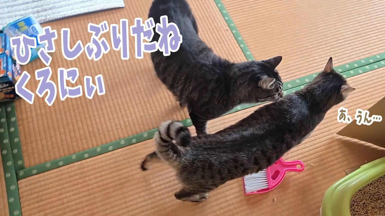 【帰省4日目】　ジローエリアにクロが来た　【４猫暮らし1458s】