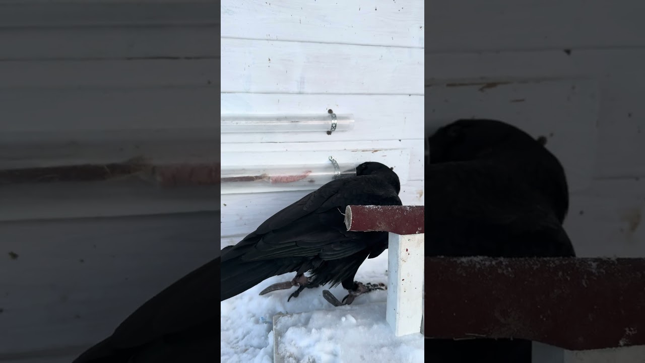 #воронгоша #raven #ravengosha #animal #ravenbird #birds #nature