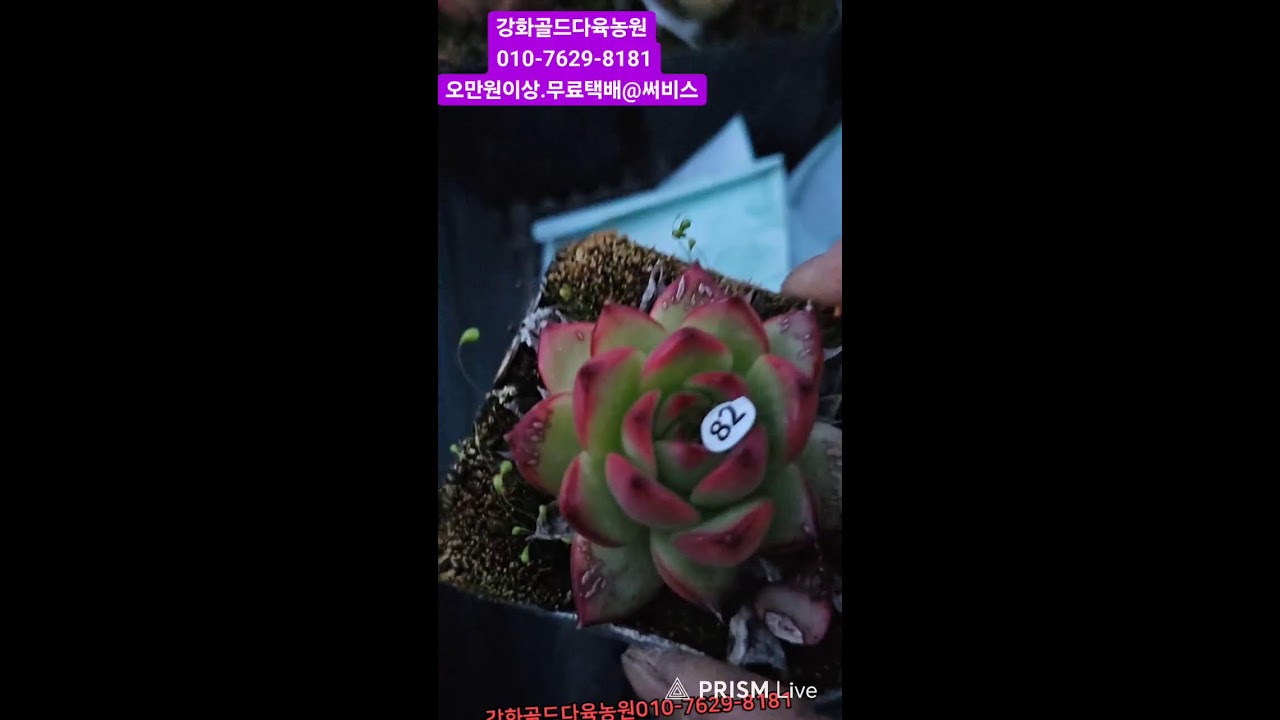 강화골드다육농원 라이브 방송