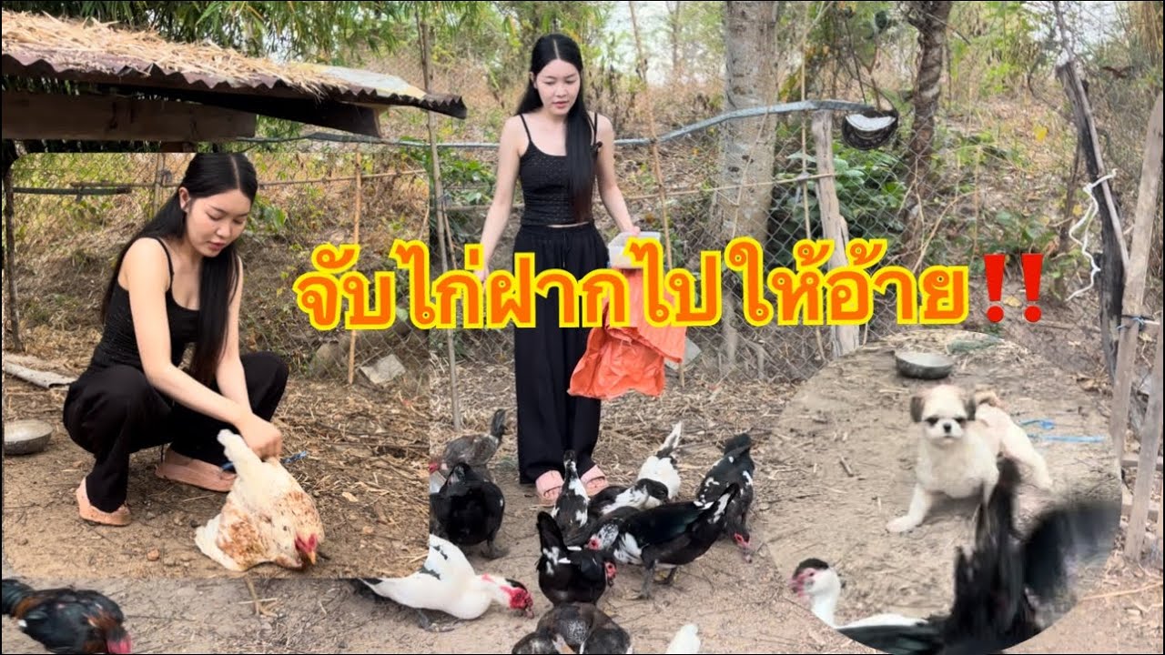 จับไก่ตี ฝากไปไห้พี่ชาย‼️ຈັບໄກ່ຕີໃຫ້ອ້າຍ‼️🫣27 กุมภาพันธ์ 2569