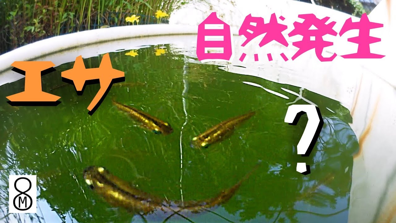 これを入れるとメダカの稚魚のエサが自然発生する？？？