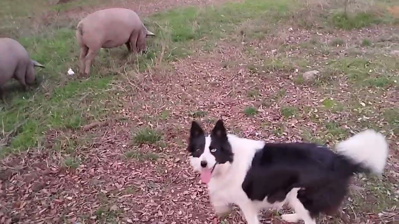 Otra tarde con toda la trupe🐖🐖🐑🐑🐕🐕🐈🐈