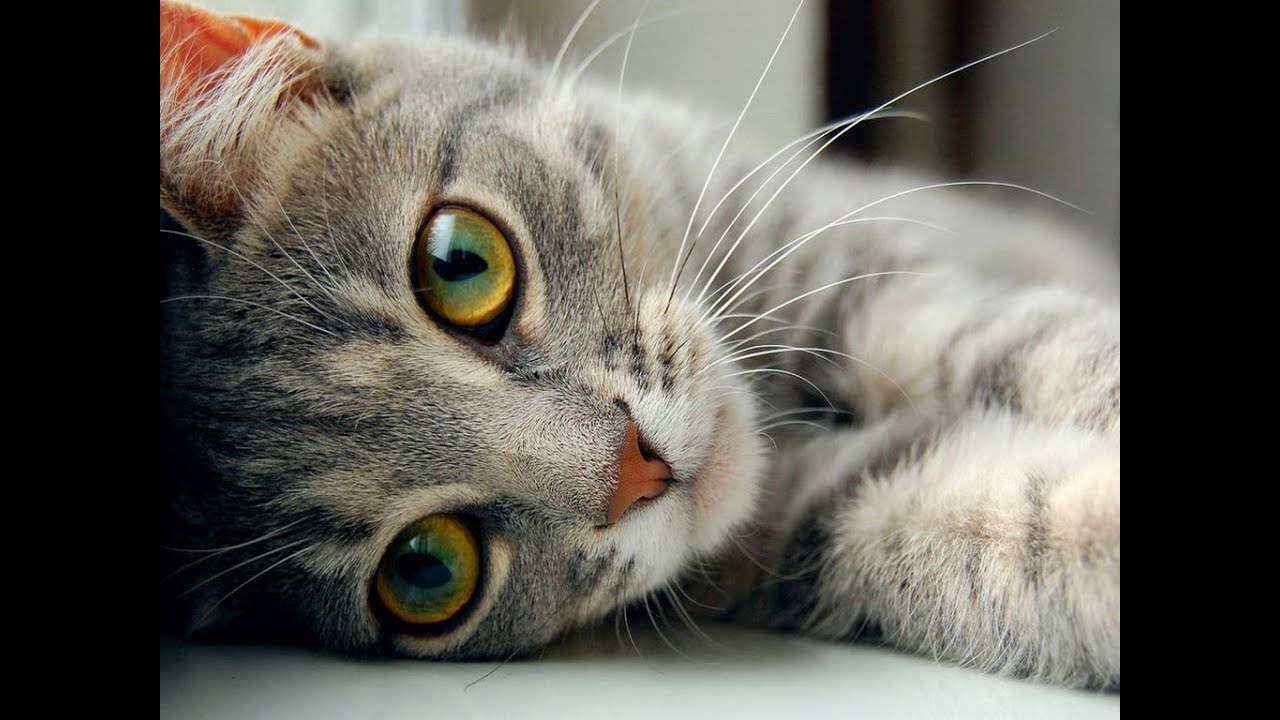 УГАР СМЕШНЫЕ КОТЫ ПОДБОРКА 2016 Funny Cats 2016