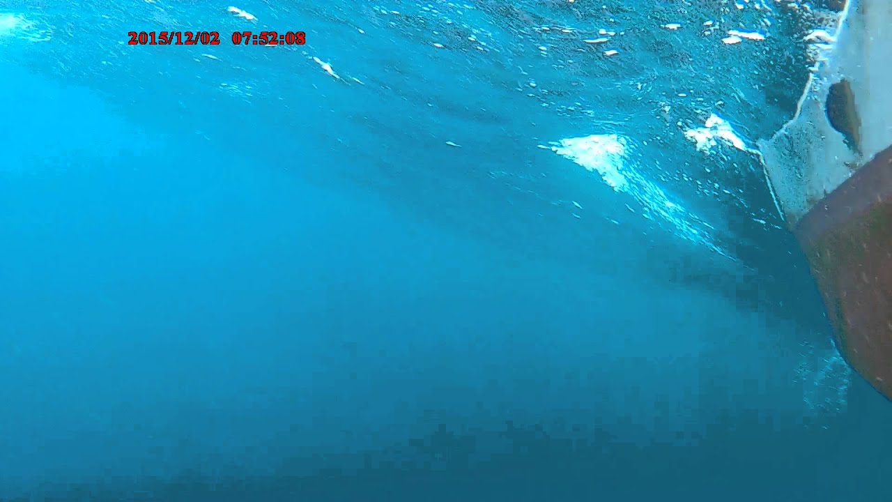 20151202 龍丸號海底攝影part.3
