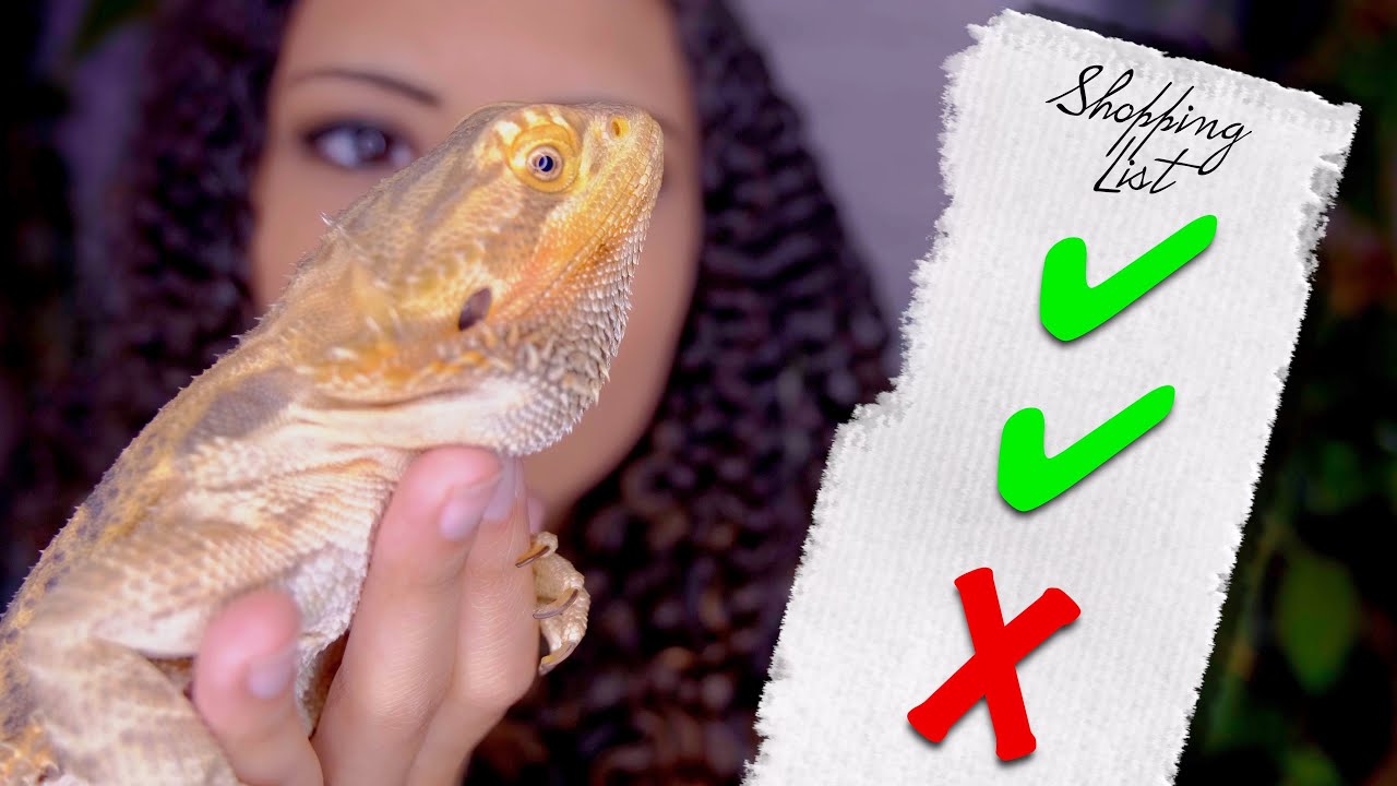 New Bearded Dragon Shopping List
