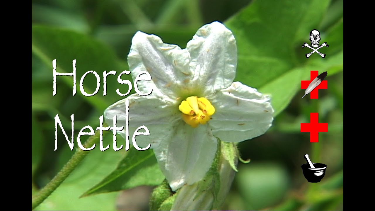 Horse Nettle: Poison, Medicinal & Other Uses