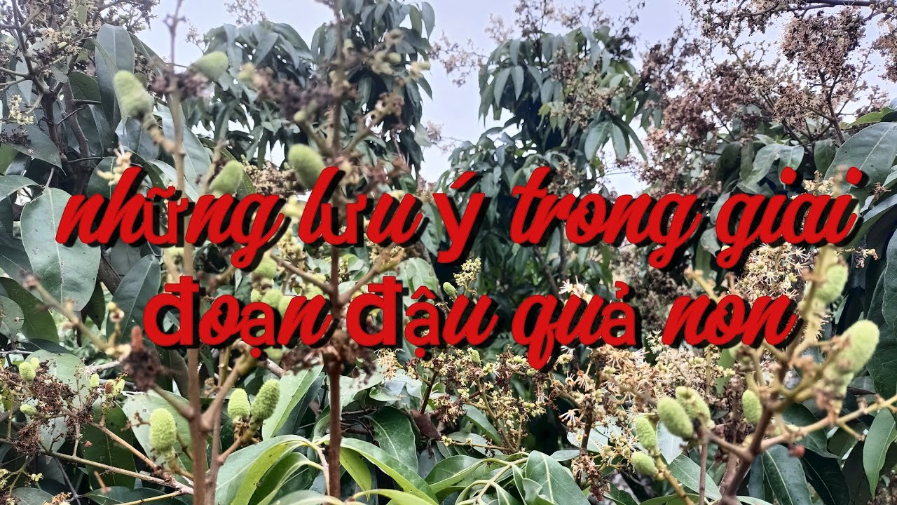 Vải u hồng lớp hoa đầu rụng chơ cuống || Chiến chành choẹ 