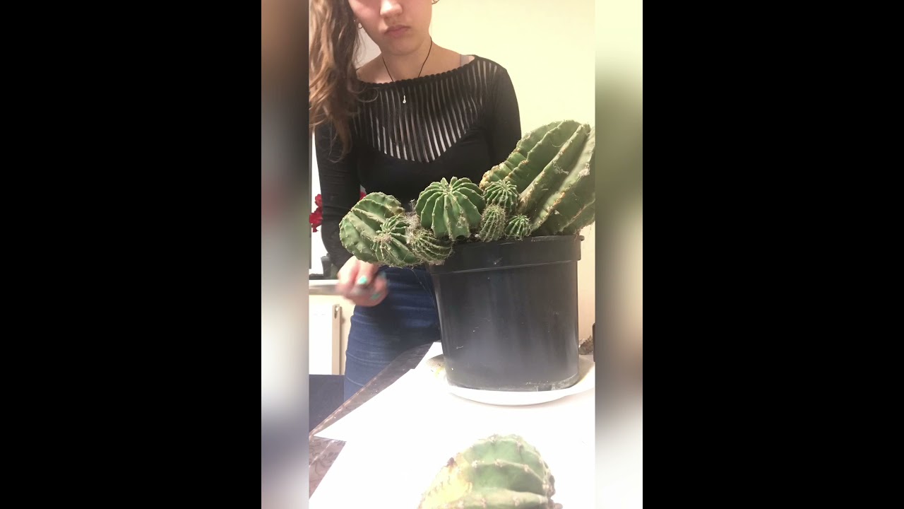 Как пересадить Кактус 🌵 размножаем детками