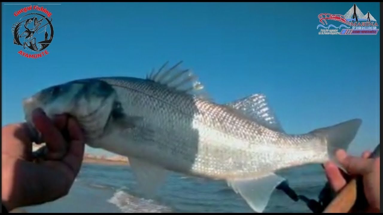 #2020# 🎣💕💪Pesca Spinning playa AYAMONTE 