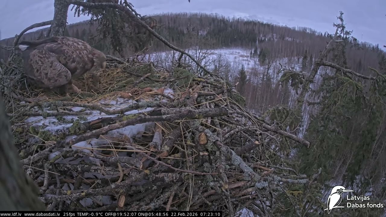 J E20260222 072110MaleBringsSprGtWorksLooksAround