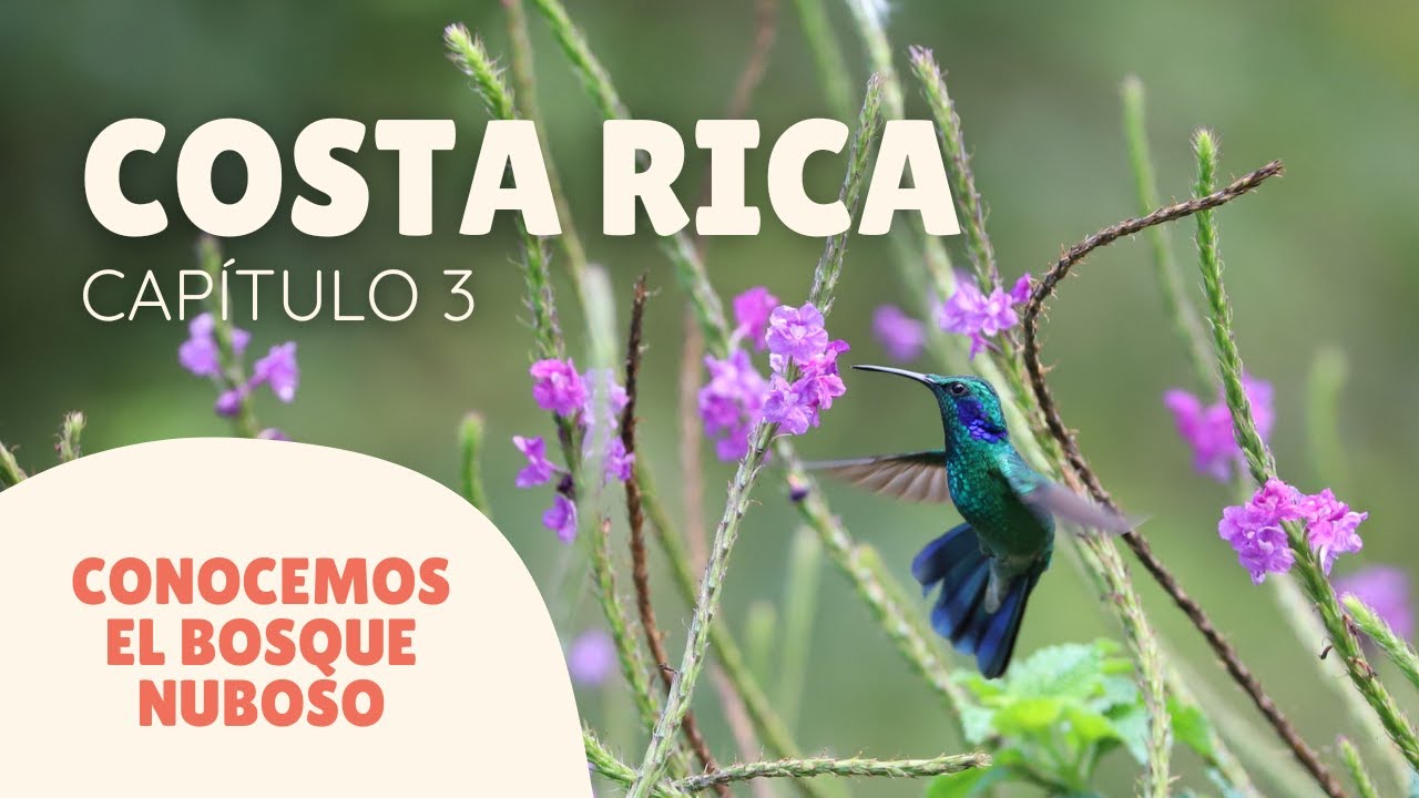Monteverde y su bosque nuboso | Una experiencia única en Costa Rica