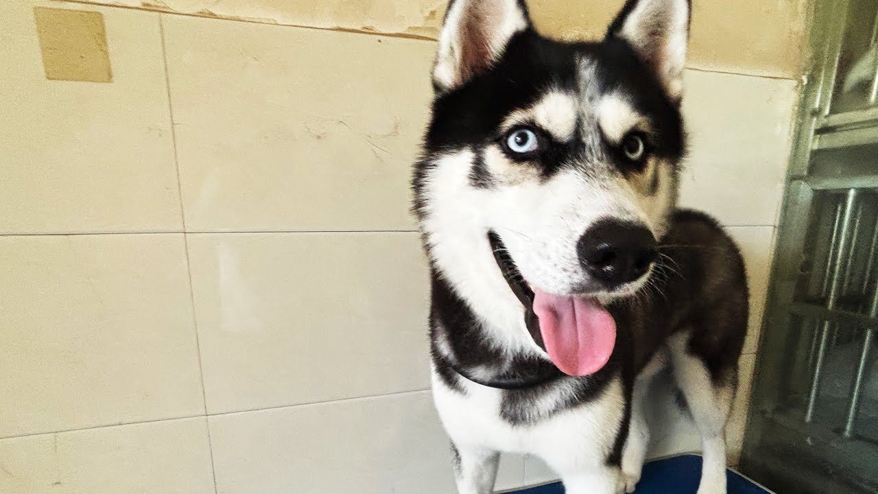 Hilarious! Husky’s Dramatic Struggle During Nail Trimming 🐕😂