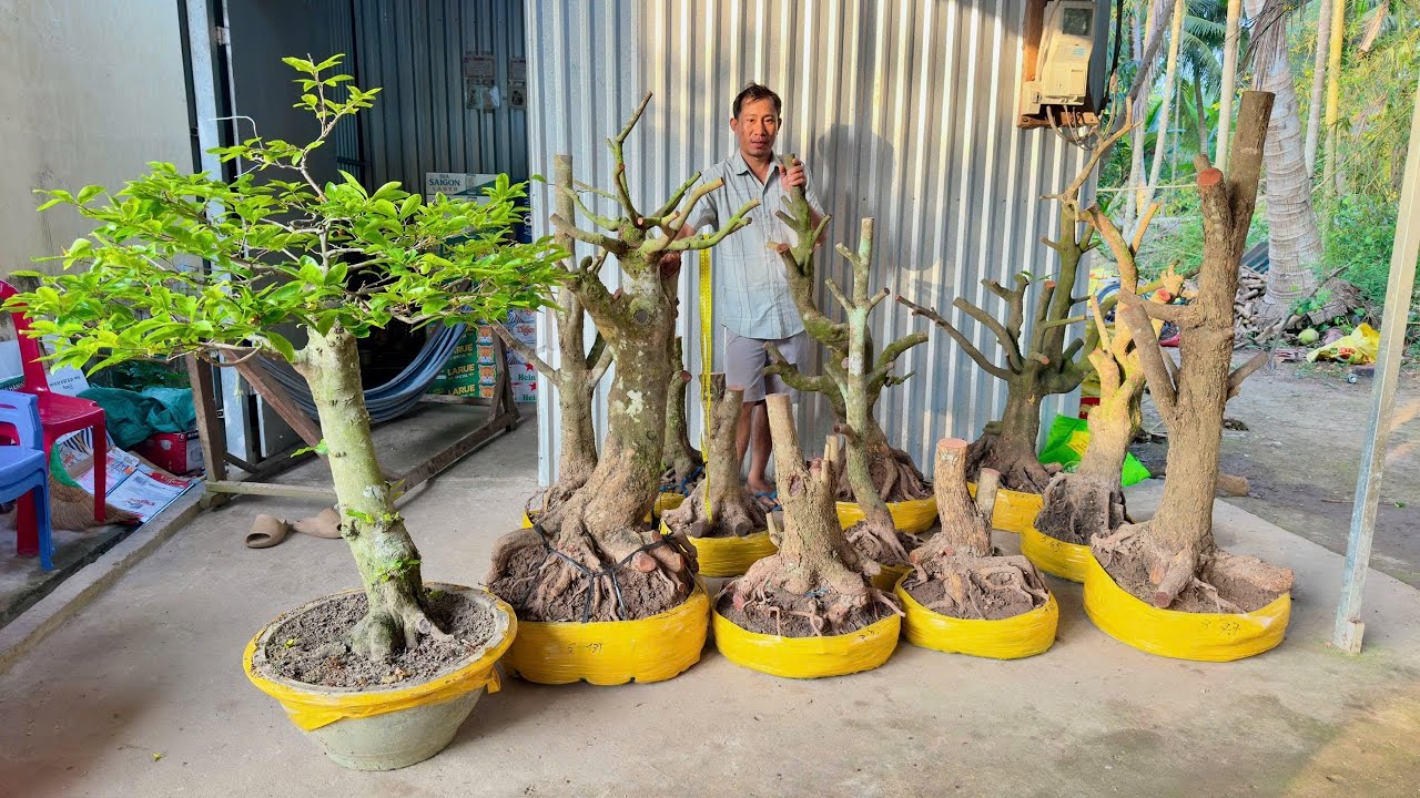PHÔI MAI VÀNG, ngày 08/O3/2026 (#0964877008 MINH ) MAI TỨ QUÝ-  @bonsai Can Tho
