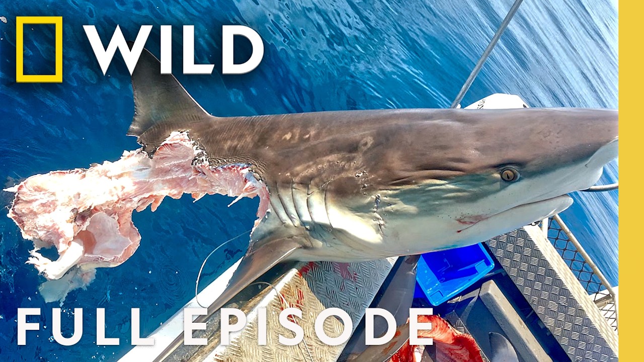 Cannibal Sharks: Shark vs. Shark (Full Episode) | SPECIAL | Nat Geo Animals