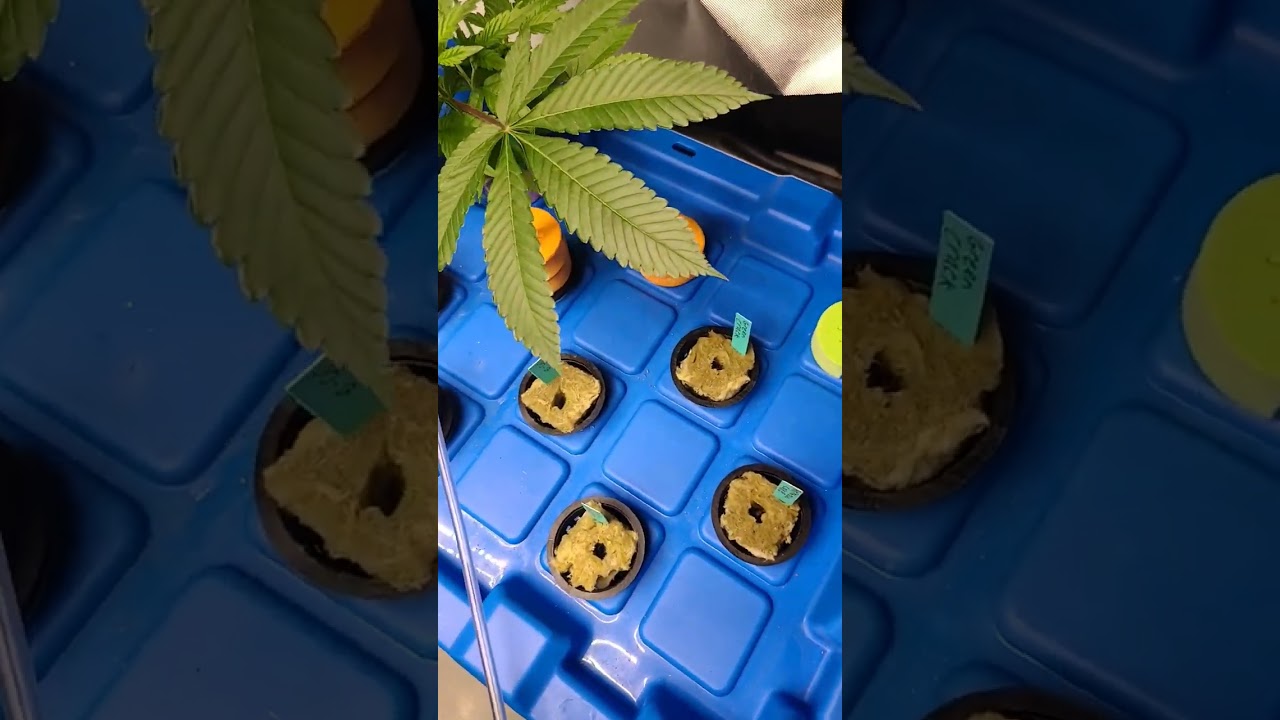 diy cloner