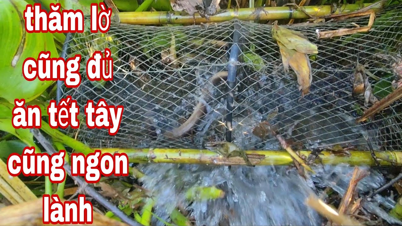 thăm Lờ kiếm cá ăn tết tây quá ngon lành 