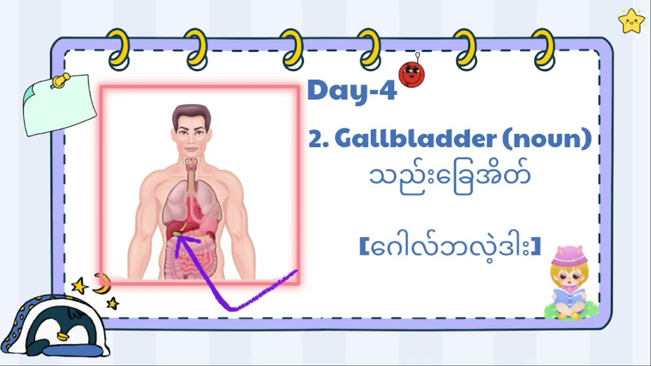 Hello, kids. Let's learn vocabulary together! (Day -4) Internal parts of the body 🤗❤️
