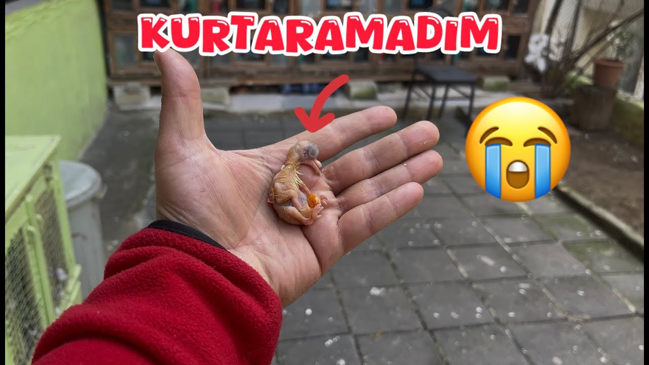 KÜÇÜK YAVRU GÜVERCİN AVUÇLARIMDA CANVERDİ ( İÇİM YANIYOR )