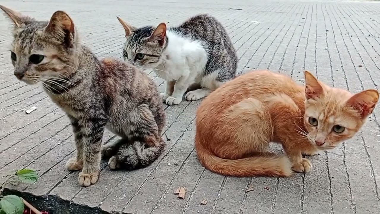 Kucing lucu pagi pagi bermain bersama