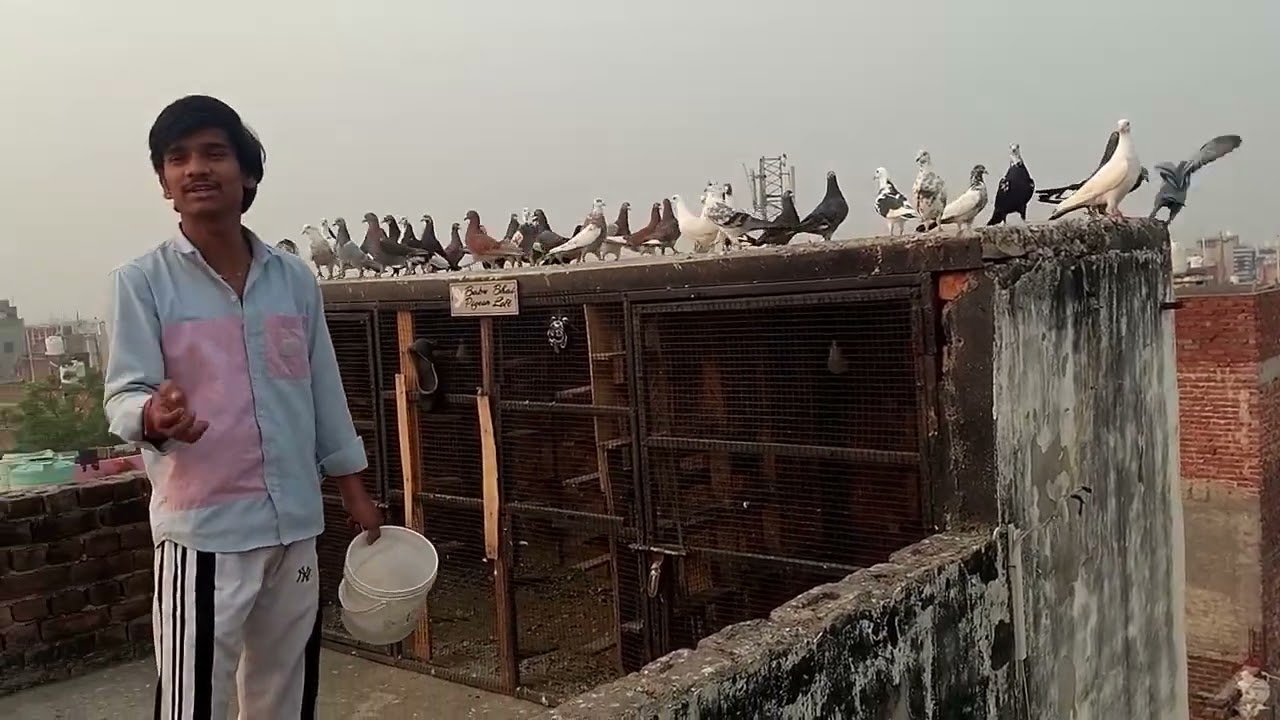 Aaj ki ladaiyan  shadi ka patiyala kabutar  pakda 😍#shamu_pigeon_loft