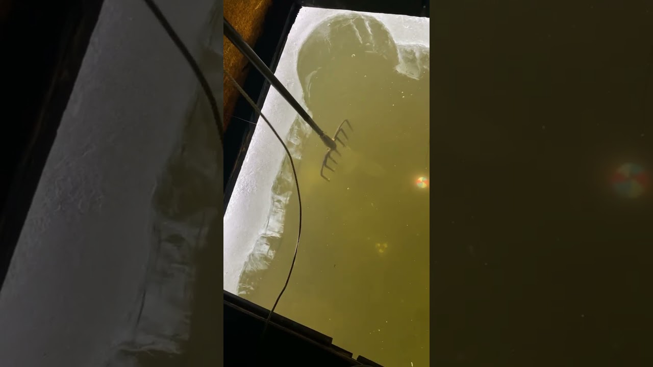 Mn 