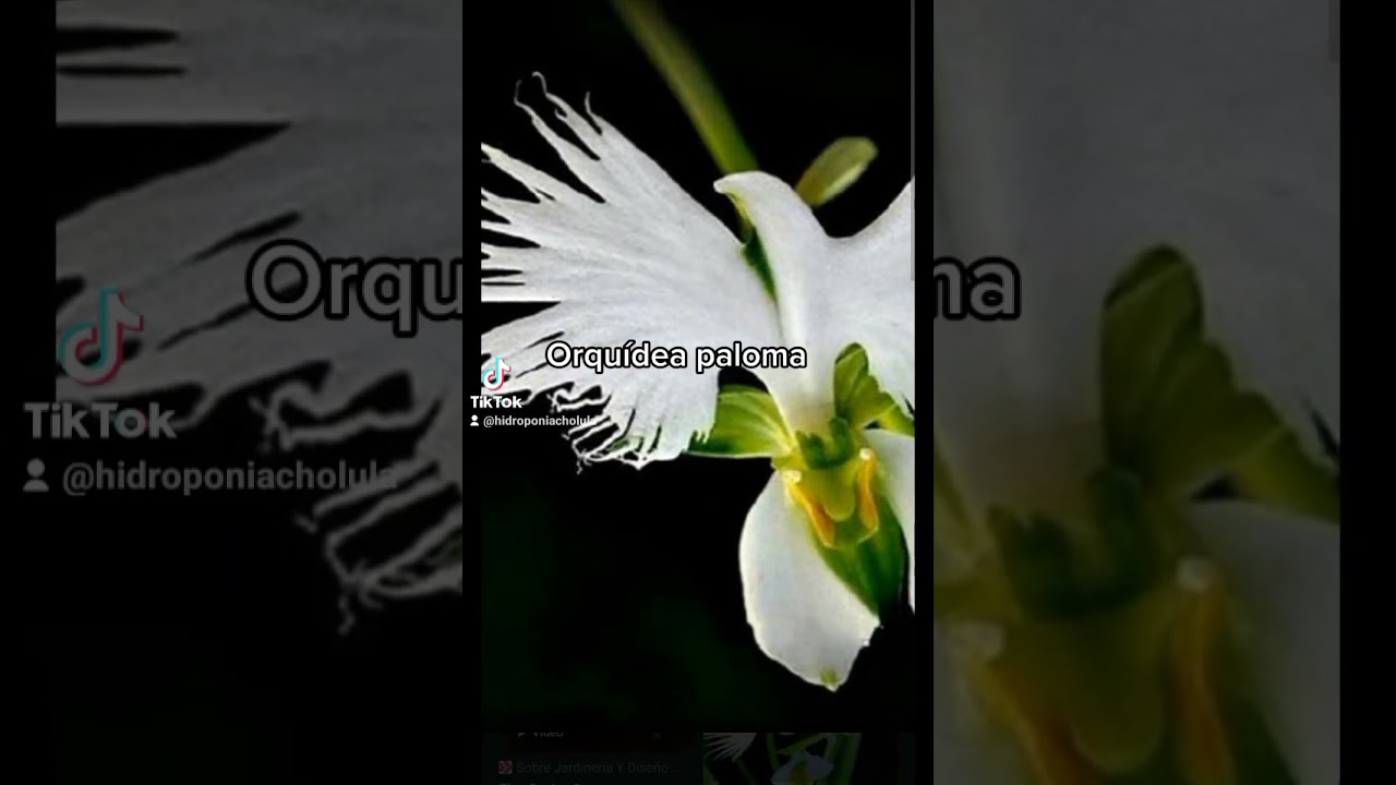 Plantas con formas extra&ntilde;as