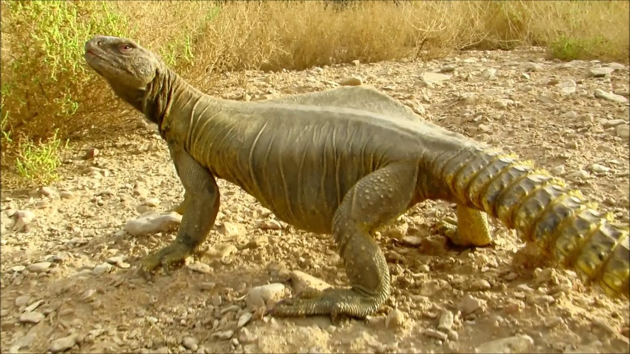 عبيد العوني اطلاق سراح الضب من الاسر الى الحرية