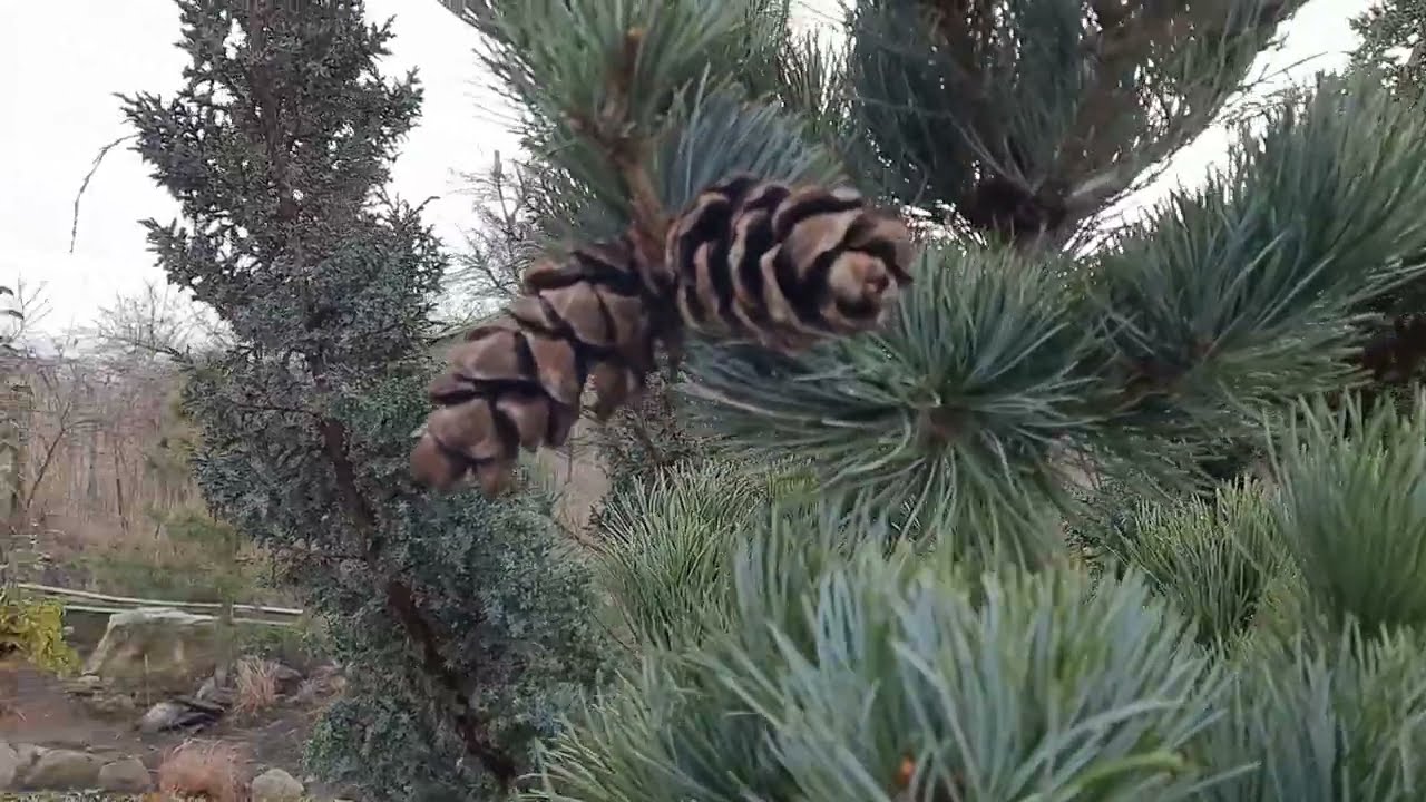 Хвойные, с которых начинался наш декоративный сад.