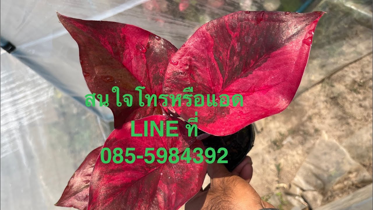 ￼9-3-26แบ่งปันบอนสีสวยๆครับ สนใจโทรหรือแอด LINE ที่ 085-5984392