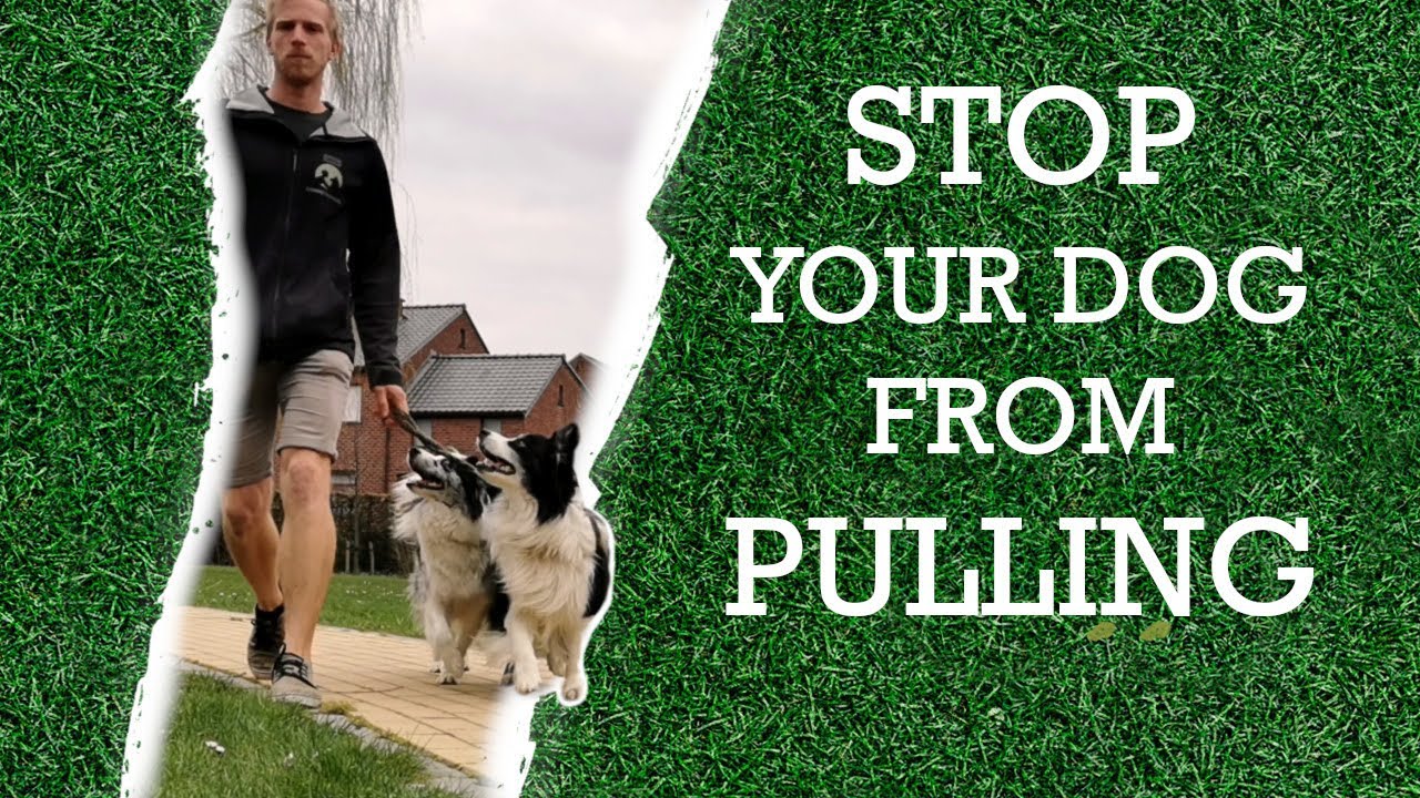 Dog training 101: How to teach your dog not to pull on leash