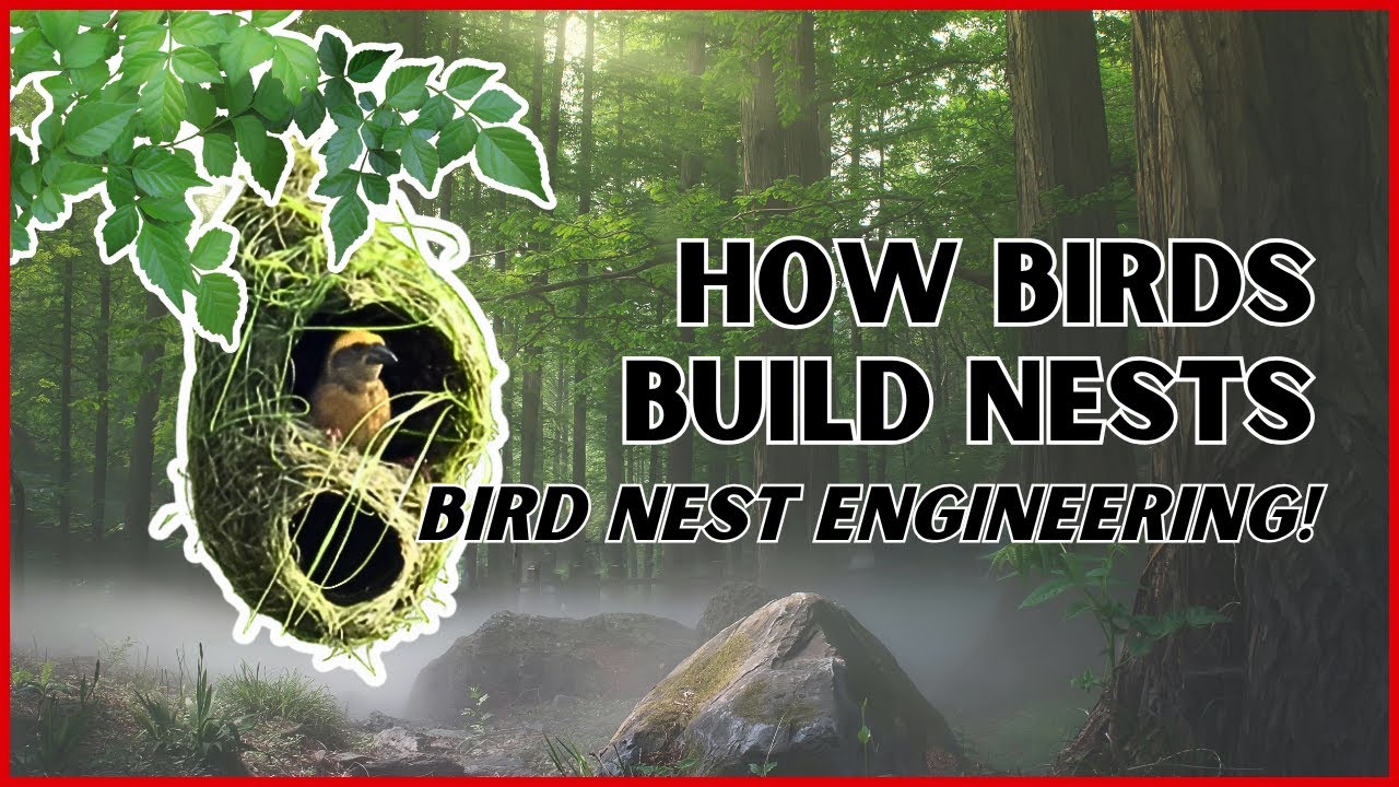 How Birds Build Nests