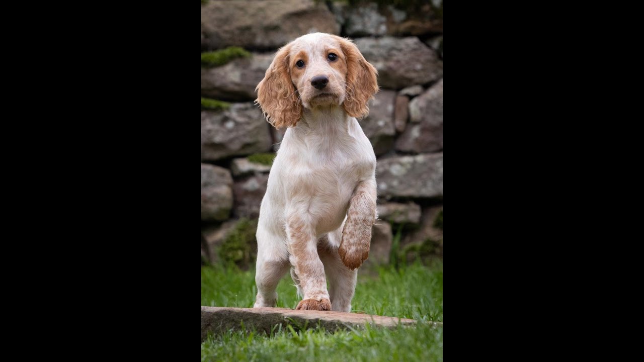 Problem solving with Tarncrag Gundogs