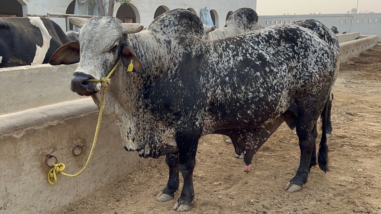Cholistani Bulls of Trojan Sire and Semen Production Unit