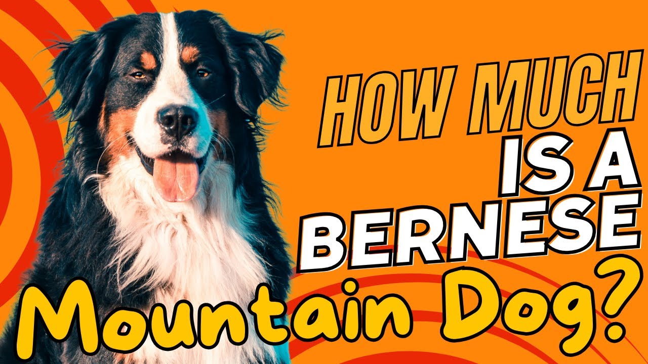 Сколько стоит бернский зенненхунд? 🐶💰
