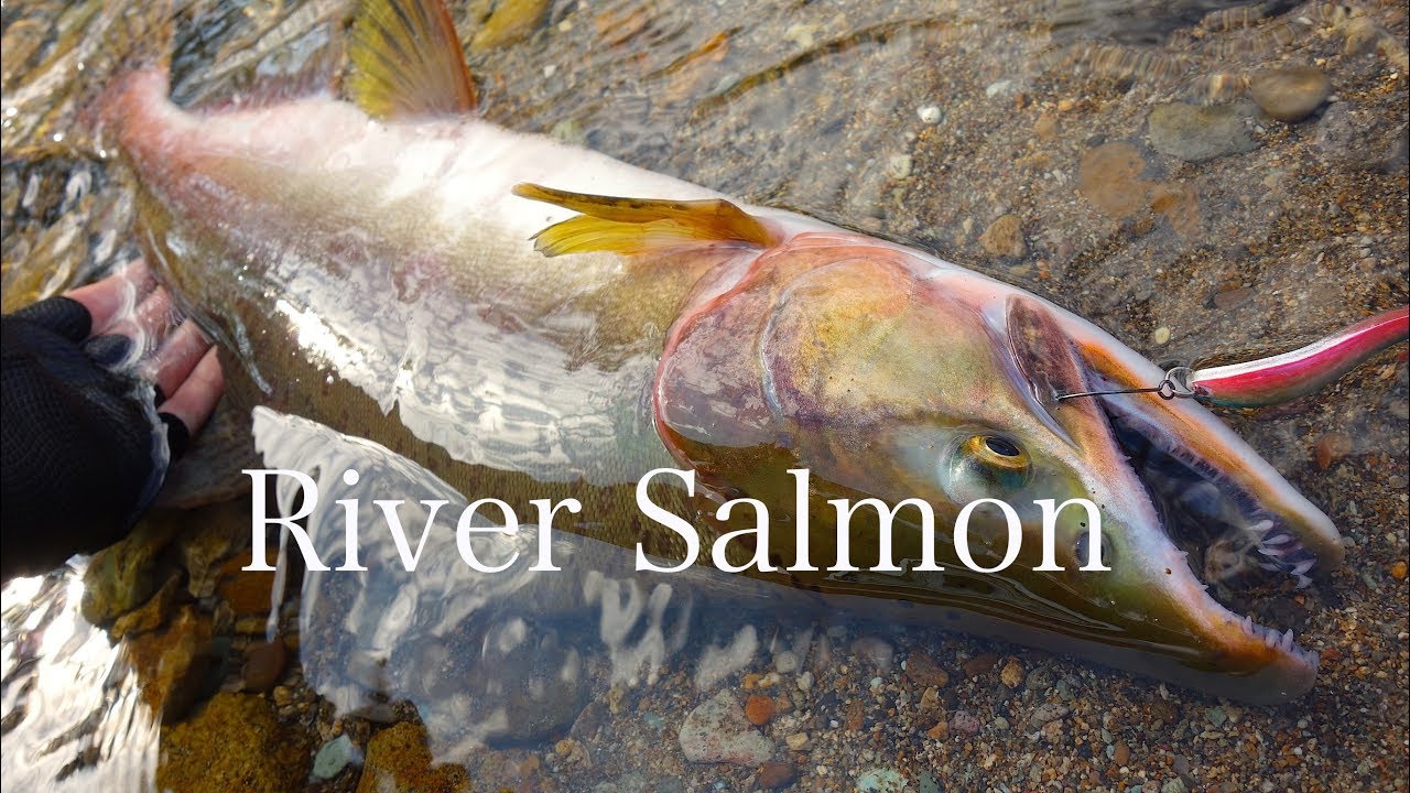 北海道の川でサーモンフィッシング！ River Salmon Fishing In Hokkaido.