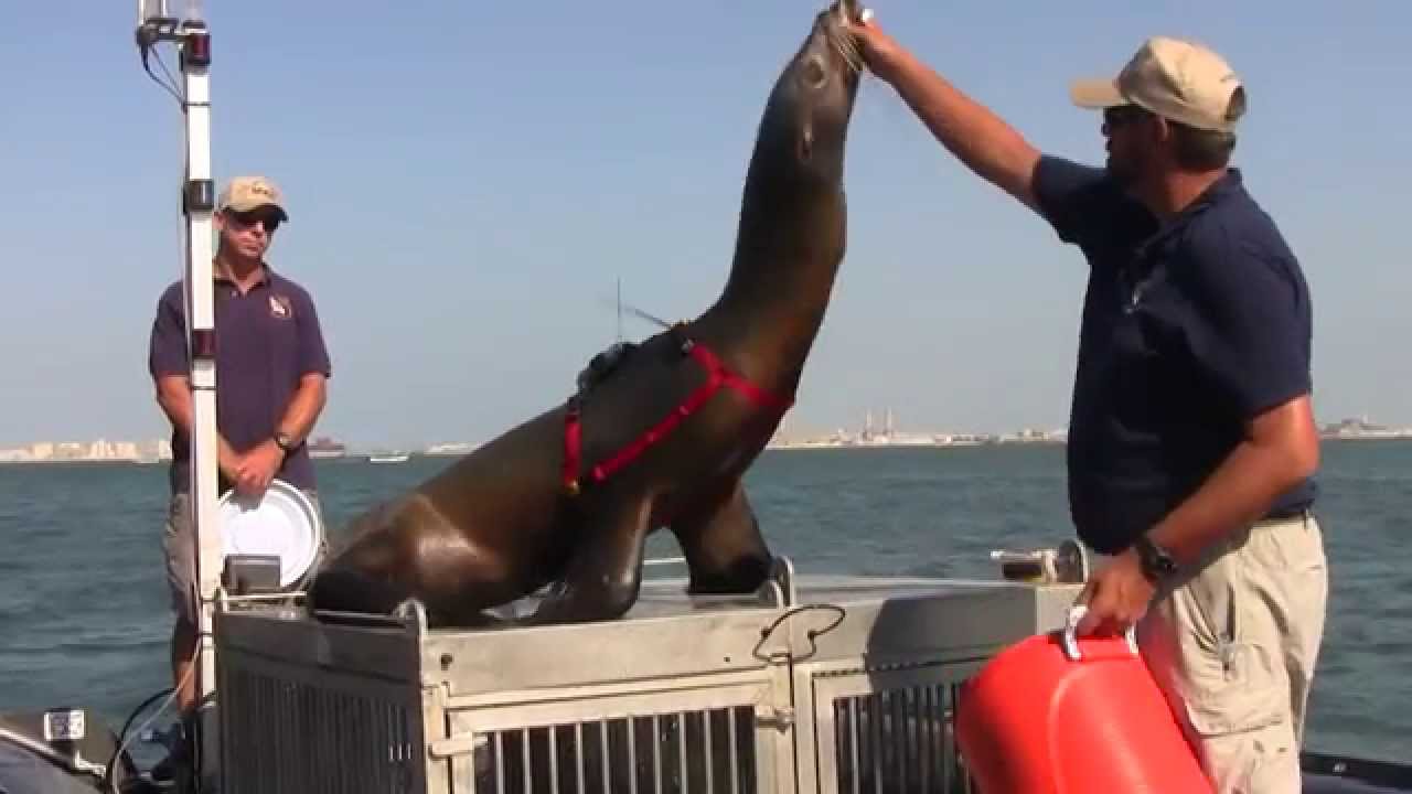 Meet the Navy’s ‘seals’