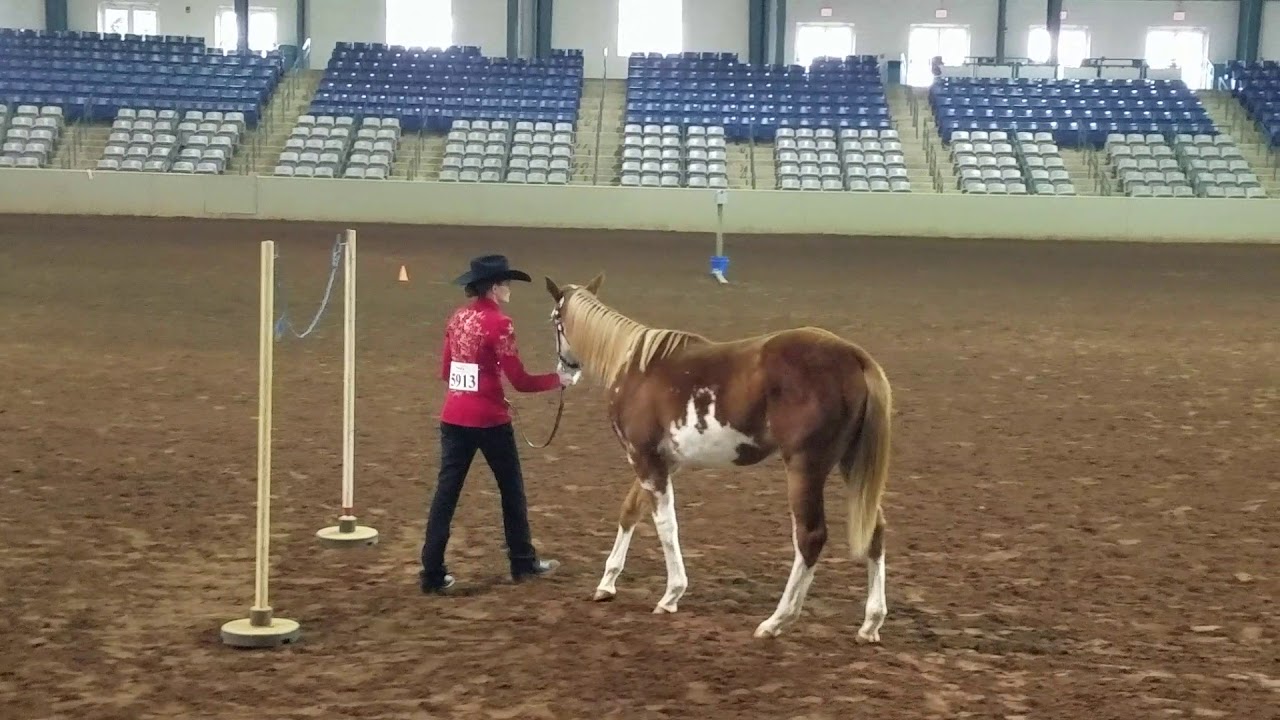 Ultimate Saving Grace first Open In-Hand Trail class